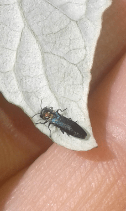 Buprestidae: Agrilus sp.? S, A. cfr. pratensis